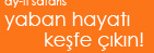 ay-fi safaris:yaban hayat� ke�fe ��k�n !