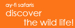 ay-fi safaris:discover the wild life